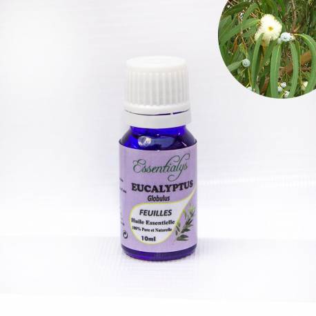 Eucalyptus Globulus  10 ml