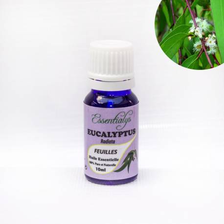 Eucalyptus Radiata  10 ml