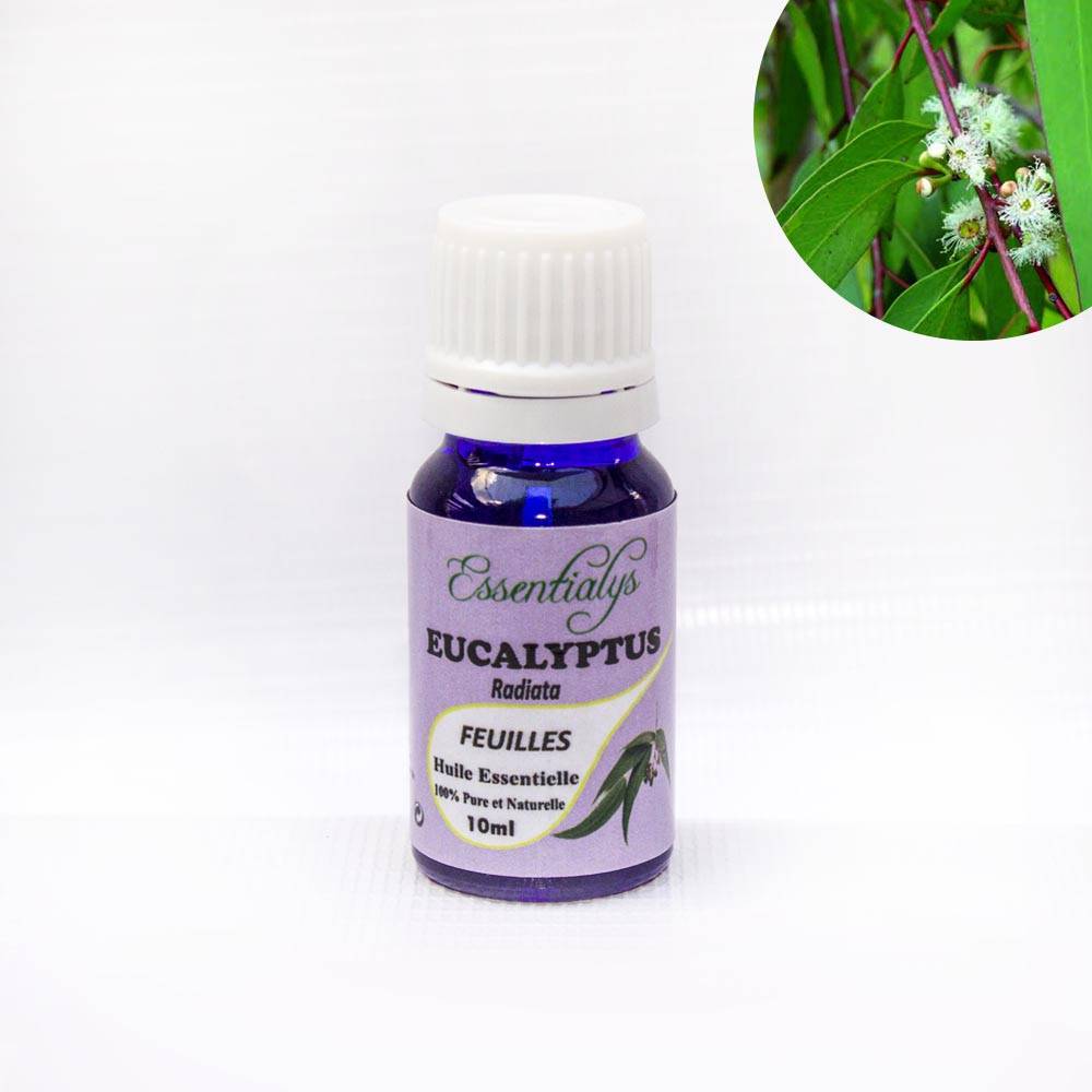 Eucalyptus Radiata  10 ml