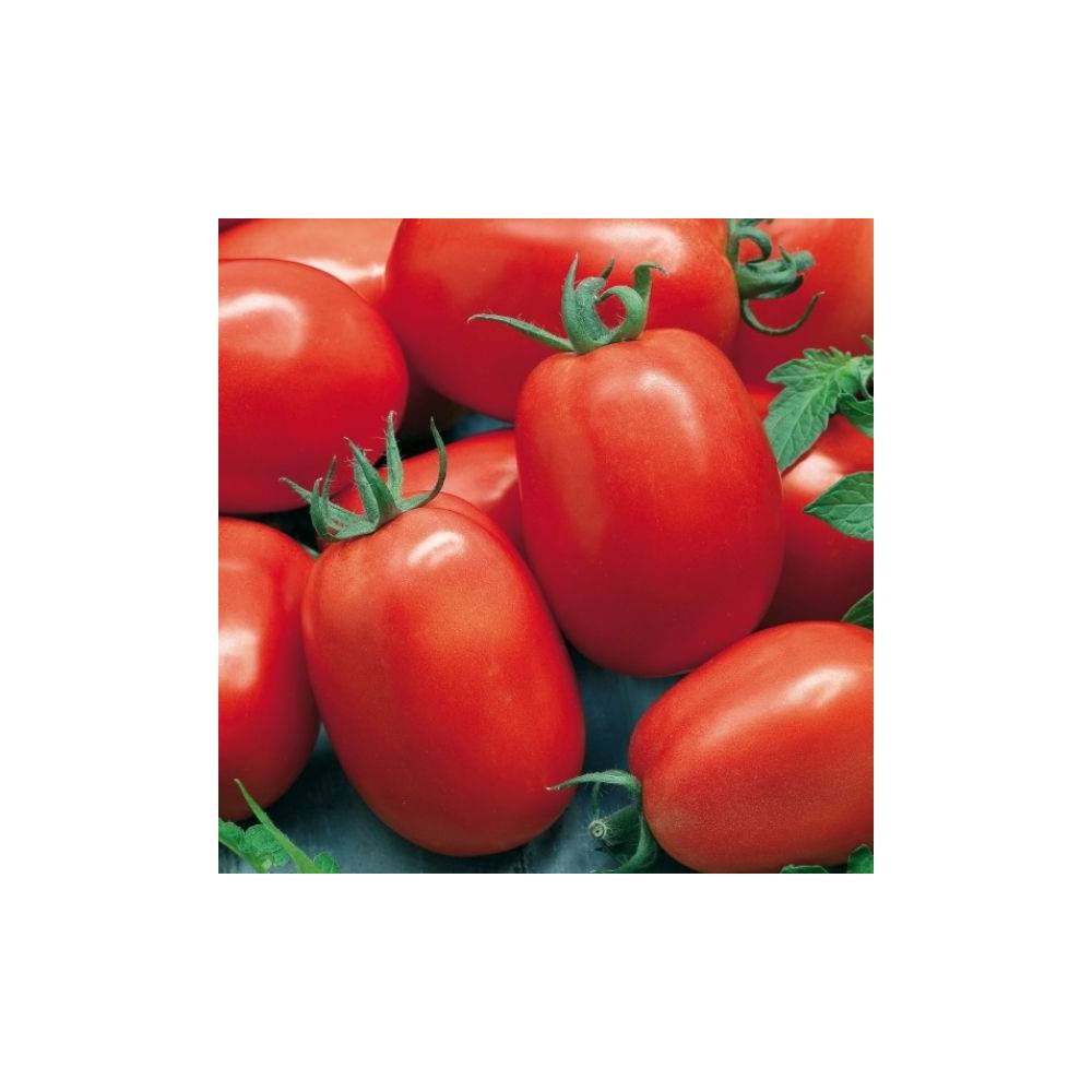 TOMATE/ KG