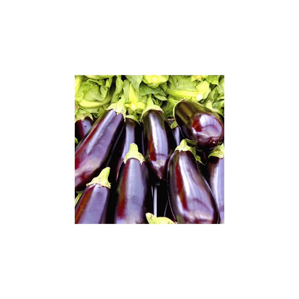 AUBERGINE/ KG