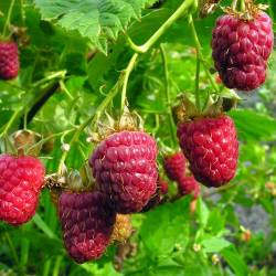 FRAMBOISE/ BARQUETTE 250 G