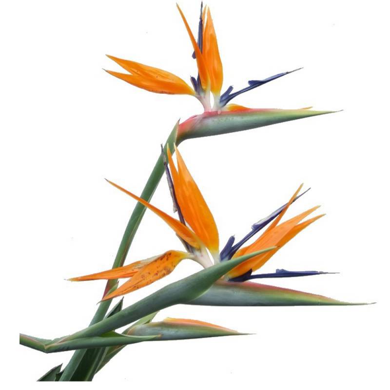 Oiseau de Paradis ou Bec d'Oiseau (par tige)