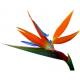Oiseau de Paradis ou Bec d'Oiseau (par tige)