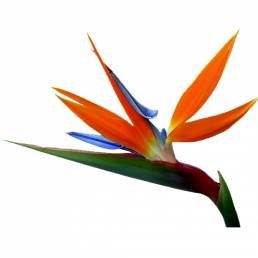 Oiseau de Paradis ou Bec d'Oiseau (par tige)