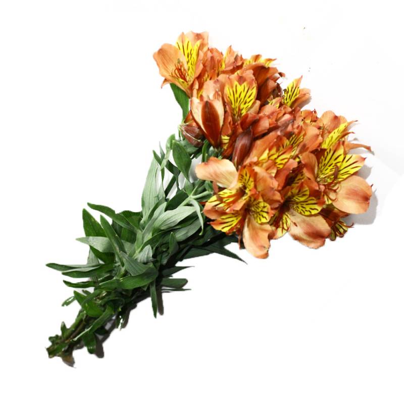 Alstroemeria (par Paquet de 6 tiges)