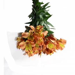 Alstroemeria (par Paquet de 6 tiges)