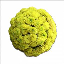 Bouquet d'Inde Jaune