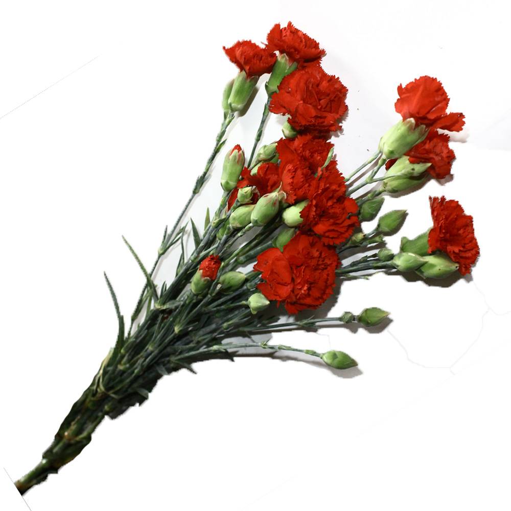 Paquet de Pique (6 tiges)