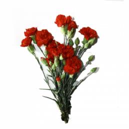 Paquet de Pique (6 tiges)