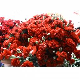 Paquet de Pique (6 tiges)