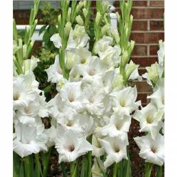 Paquet de Glaïeul Blanc (12 tiges)