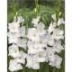 Paquet de Glaïeul Blanc (12 tiges)