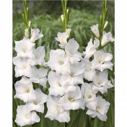 Paquet de Glaïeul Blanc (12 tiges)
