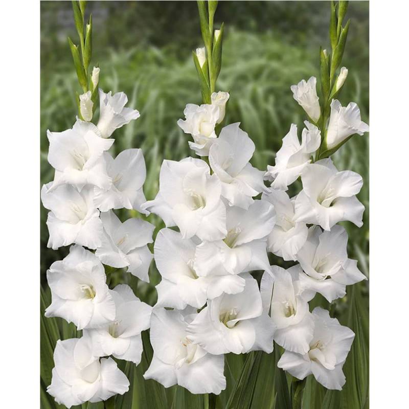 Paquet de Glaïeul Blanc (12 tiges)