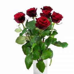 Tige de Rose Grenat (sans épine)