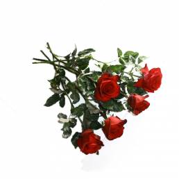 Tige de Rose Grenat (sans épine)