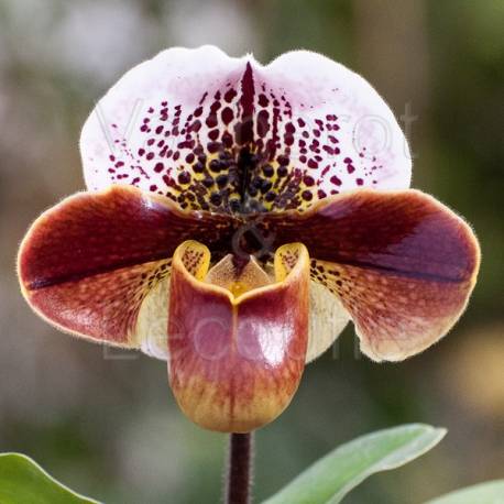 Tige d'Orchidée Grenat et Beige