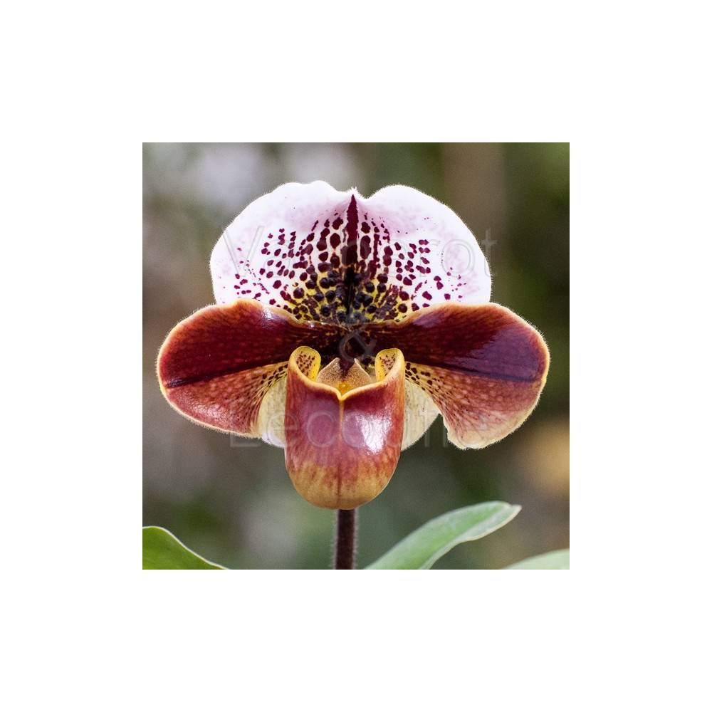 Tige d'Orchidée Grenat et Beige